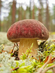 boletus edulis mushroom