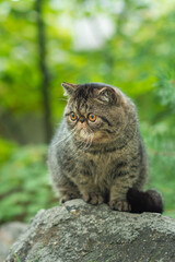A cute brown tabby cat sits exotically on a large gray stone in the park on a summer day. Persian kitten is afraid of traveling outdoors