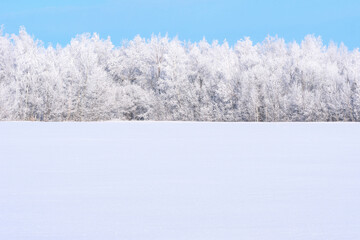 winter forest in severe frost covered with hoarfrost