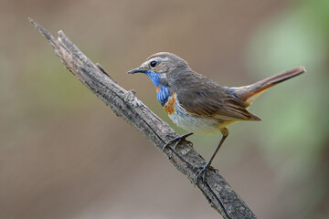 little bird bluethroat sits on a branch