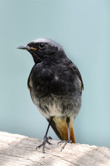 little redstart bird sitting in the garden
