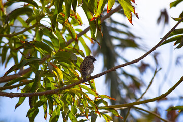 sparrow bird watching wild life animal house street finch close up tree outdoor natural plants