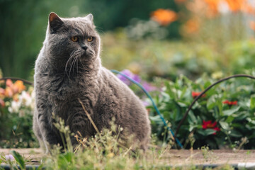Naklejka na ściany i meble A gray British cat sits on a wooden sidewalk near a flower bed with greenery.