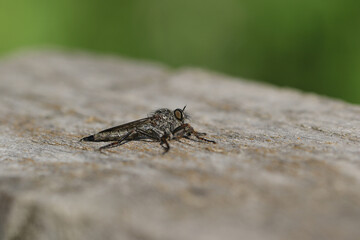 A Kite-tailed Robberfly, Machimus atricapillus, perching on a wooden fence feeding on a fly.