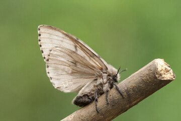 A Gypsy Moth, Lymantria dispar, perched on a twig.