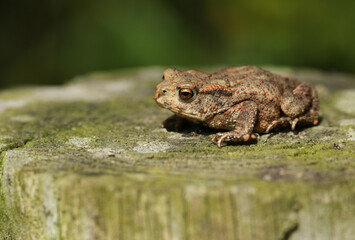 A cute tiny baby Common Toad, Bufo bufo, hunting for food at the edge of woodland.	