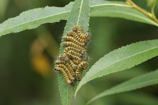 A number of Buff-tip Moth Caterpillar, Phalera bucephala, feeding on Willow Tree leaves in woodland.