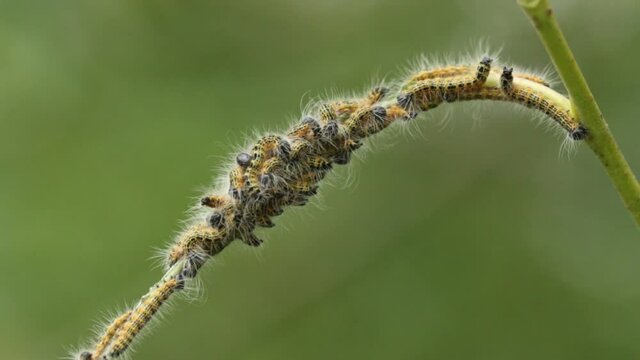 A number of Buff-tip Moth Caterpillar, Phalera bucephala, feeding on Willow Tree leaves in woodland.