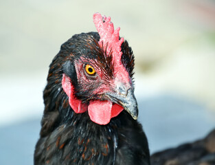 Regard de poule