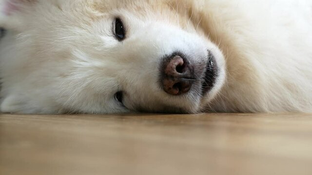 A puppy of a white Samoyed dog on its side slowly falls asleep. The Samoyed dog, sleeping on its side, opens its eyes and falls asleep again.