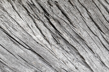 Obraz premium Close-up of an old, cracked and twisted gray tree trunk. Abstract textured background in black and white.