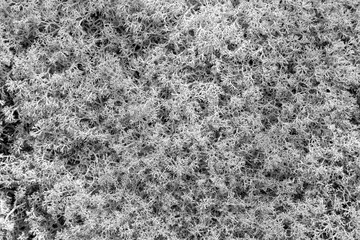 Close-up of mounds of Star-tipped Reindeer Lichen (Cladina stellaris) (or Northern Reindeer Lichen or Star Reindeer Lichen), viewed from above. Abstract natural textured background in black and white.