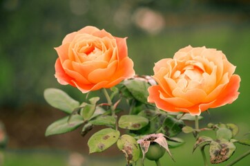 Roses