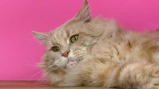The beautiful red Maine Coon cat is resting on a pink background. Maine Cooncot poses for the camera.