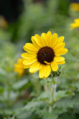 Common sunflower