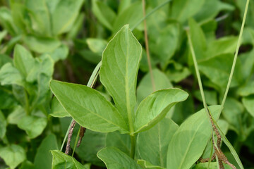 Common bogbean