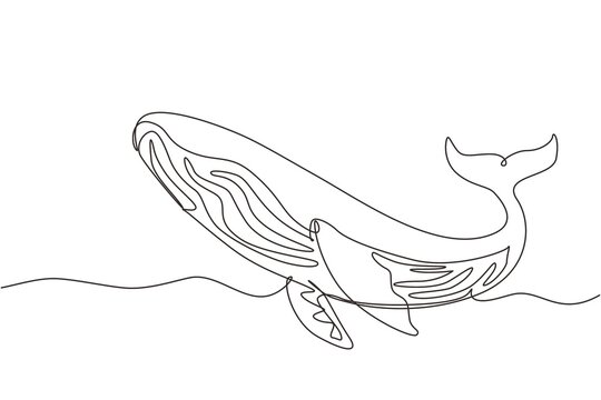 Continuous one line drawing wild whale fish swimming in sea life. Marine animal digital concept. Blue whale and scuba diver under ocean water. Single line draw design vector graphic illustration