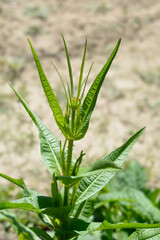 Common teasel