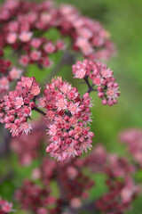 Orpine Purple Emperor