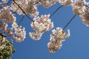 Yoshino cherry