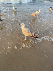 Kolobrzeg beach sunset