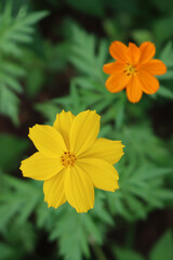 Yellow and orange Cosmos flowers in the flowerbed on summer. Cosmos bipinnatus