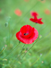 red poppy in the field