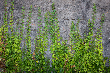 Branches of ivy creeper plant with green leaves climbing old rustic brick wall covered in concrete