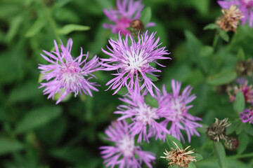 Pink or purple flowers of Centaurea phrygia, also called Wig knapweed in the meadow on a summer day