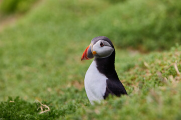 puffin standing on a rock cliff . fratercula arctica