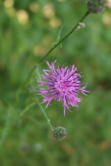 Pink or purple flowers of Centaurea phrygia, also called Wig knapweed in the meadow on a summer day