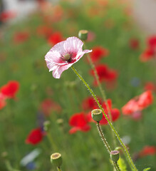 red poppy flowers