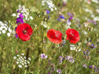 poppies in the field