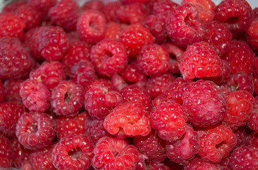 Lots of fresh ripe raspberries. Healthy food. 