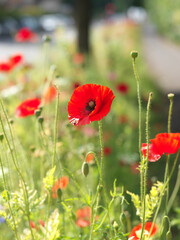 red poppy in a field