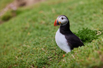 puffin standing on a rock cliff . fratercula arctica