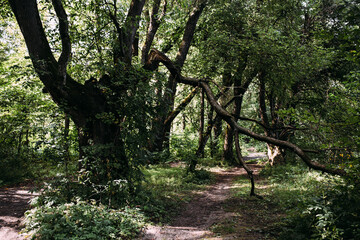  Mystical atmosphere in old forest. Fantasy background with road and broken tree