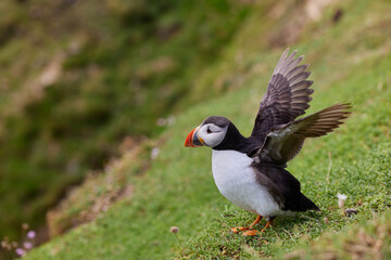 puffin standing on a rock cliff . fratercula arctica