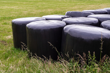 Row of black ball of hey in plastic in a field, Agriculture industry. Food chain production.