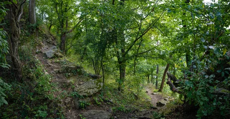 Foto op Plexiglas Gabelung des Waldwanderweges © fotofrank
