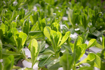 Organic Hydroponic Vegetable farm in greenhouse.