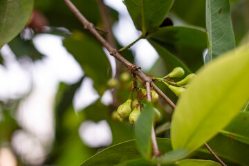 Young fruit of rose apple and red ant