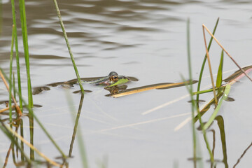 A green frog pokes its head on the surface of the pond