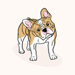 cute pet french bulldog puppy vector illustration