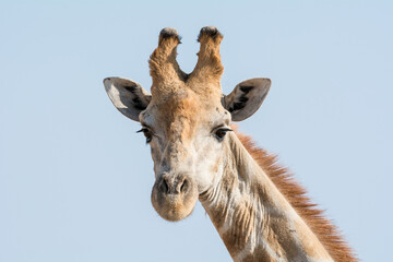 Naklejka premium Giraffe Portrait