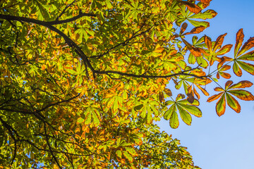 Horse chestnut leaves begin to dry and curl at edges due to heat and drought. The color of leaf changes smoothly from green to yellow and then to brown. Early autumn. Selective focus.