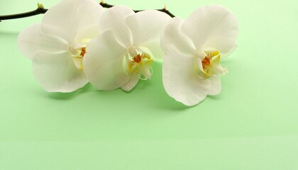 White orchid flower on green color background, bouquet of beautiful blossom