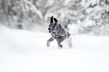 funny greyster puppy running outdoors in the snow