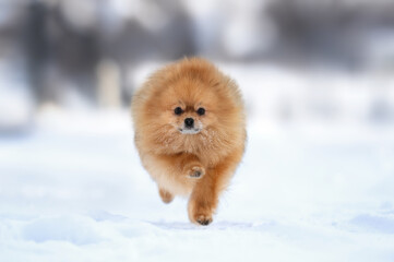 pomeranian spitz dog running outdoors in winter