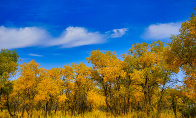 The golden leaves of poplar(Huyang) trees look like plants in an oil painting.
